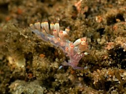 Abronica sp. 3