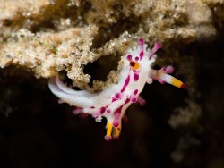 Aegires villosus