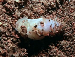 Aliculastrum cylindricum