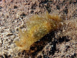 Aplysia argus
