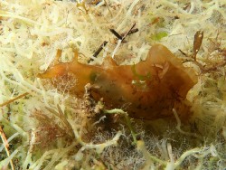 Aplysia juliana