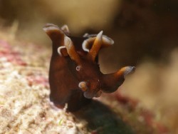 Aplysia nigrocincta