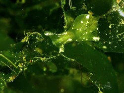 Aplysia sp