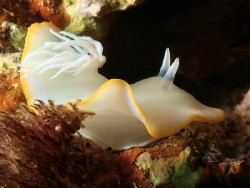 Ardeadoris egretta