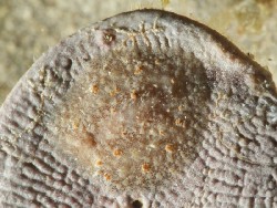 Asteronotus mimeticus