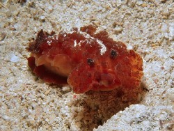 Atagema intecta