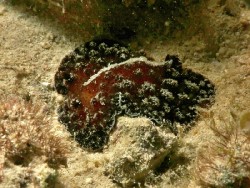 Atagema ornata
