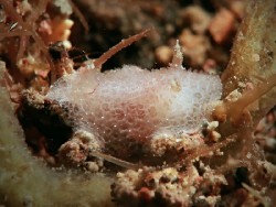 Atagema sp. 13