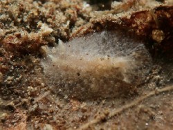 Atagema sp. 7