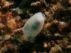 Atys sp. 16