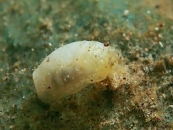 Atys sp. 9