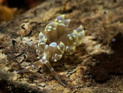 Baeolidia australisi