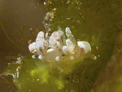 Baeolidia salaamica