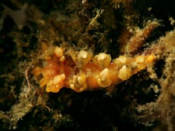 Bornella sp. 3