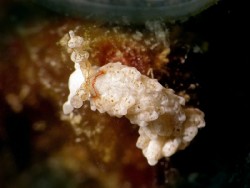Bulbaeolidia alba