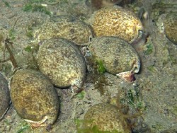 Bulla vernicosa