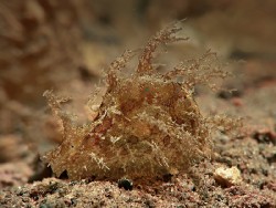 Busatella ocelligera