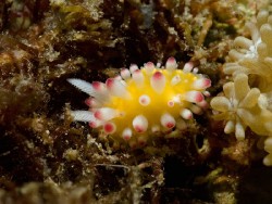 Cadlinella ornatissima