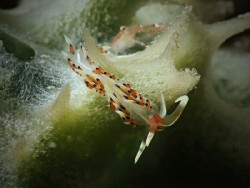 Caloria indica
