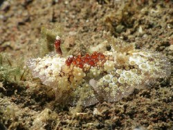 Carminodoris estrelyado