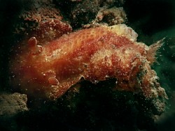 Carminodoris sp. 1