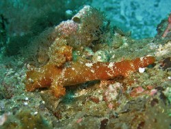Ceratosoma gracillimum