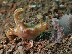 Ceratosoma tenue