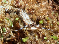 Cerberilla affinis