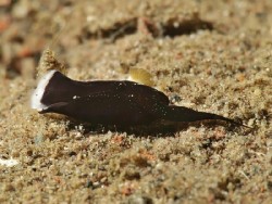 Chelidonura inornata