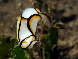 Chelidonura pallida