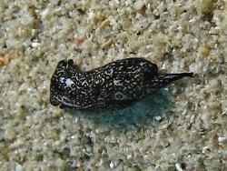 Chelidonura sandrana