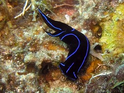 Chelidonura varians