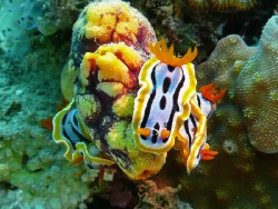 Chromodoris annae