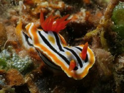 Chromodoris colemani