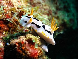 Chromodoris dianae