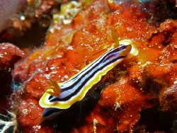 Chromodoris elisabethina