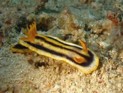 Chromodoris joshi