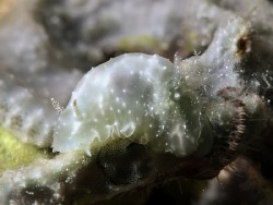 Chromodoris kalawakan