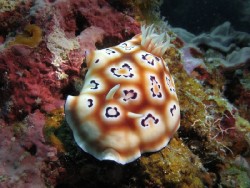 Chromodoris leopardus