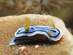 Chromodoris lochi