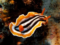 Chromodoris magnifica
