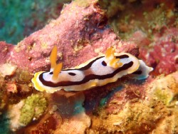 Chromodoris michaeli