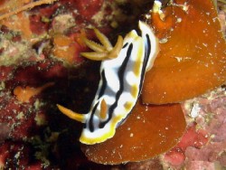 Chromodoris strigata