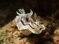 Chromodoris willani