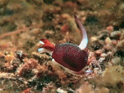 Colpodaspis sp. 2 
