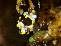 Colpodaspis thompsoni