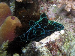 Coriocella nigra
