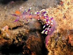 Coryphellina exoptata