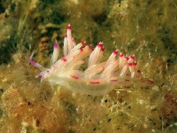 Coryphellina lotos