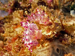 Coryphellina rubrolineata